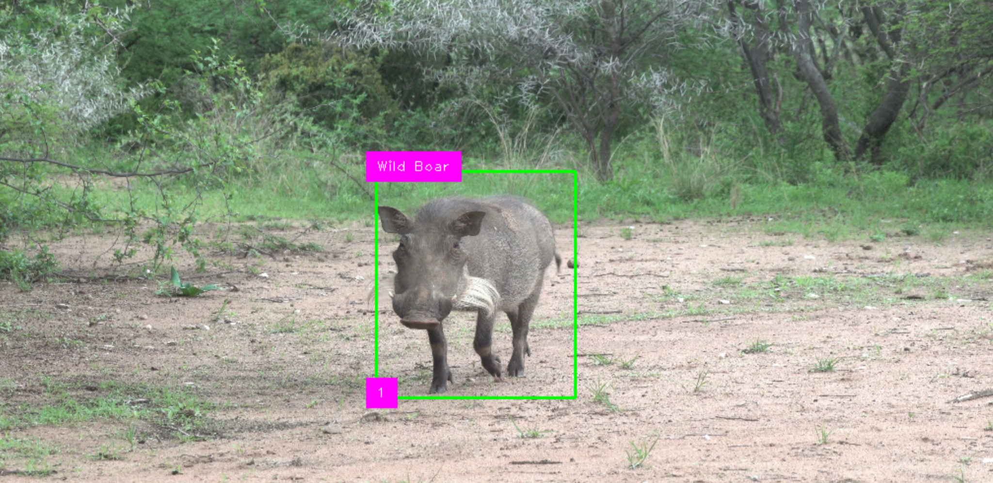 wildboar